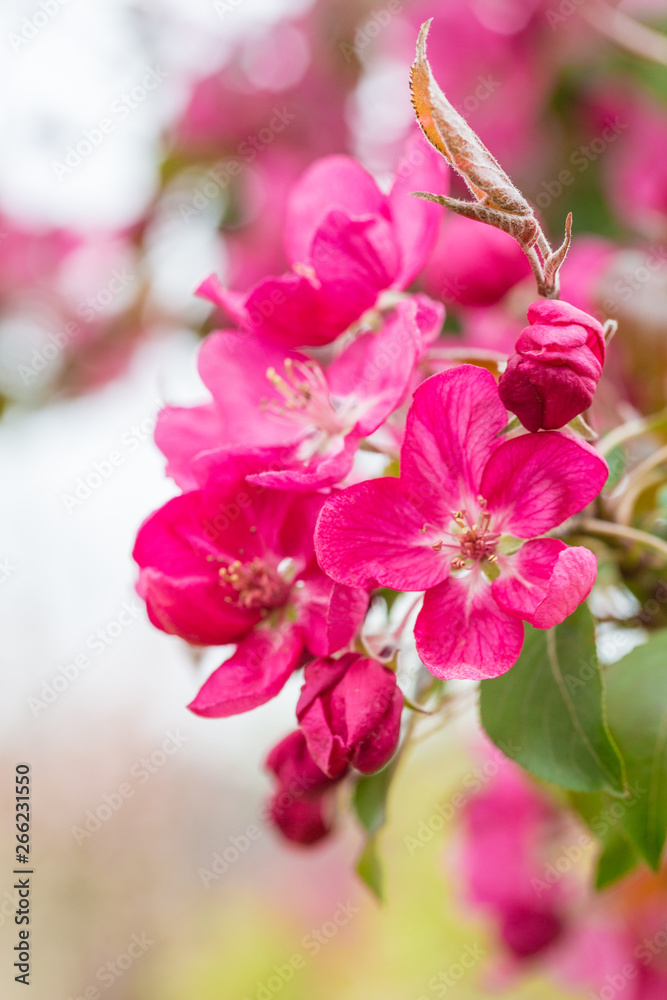 Begonia flowers and flower buds open in spring, outdoors,Malus spectabilis Begonia flowers and flower buds open in spring, outdoors,Malus spectabilis