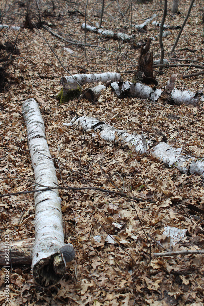 Obraz premium tree roots in the soil