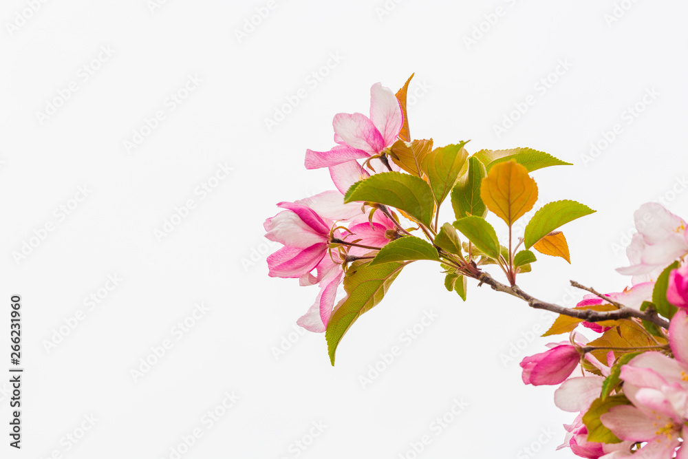 Begonia flowers and flower buds open in spring, outdoors，Malus spectabilis