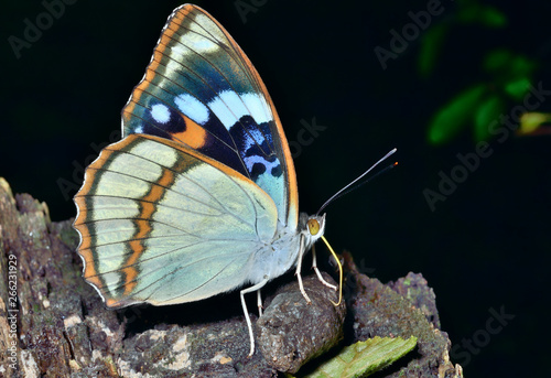 Butterfly (Apatura schrencki) 33 photo