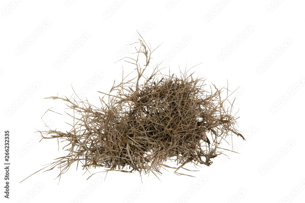 Dry grass isolated on white background.dry grass field with clipping path.