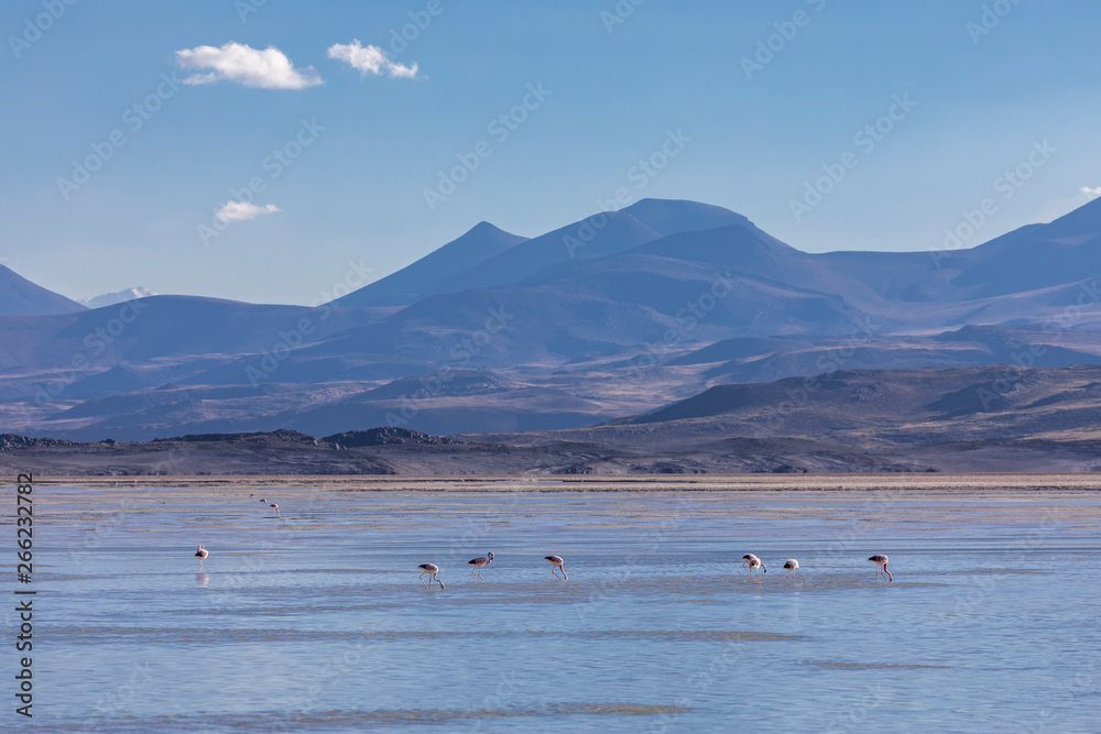 Flamingos water birds feeding at the amazing 