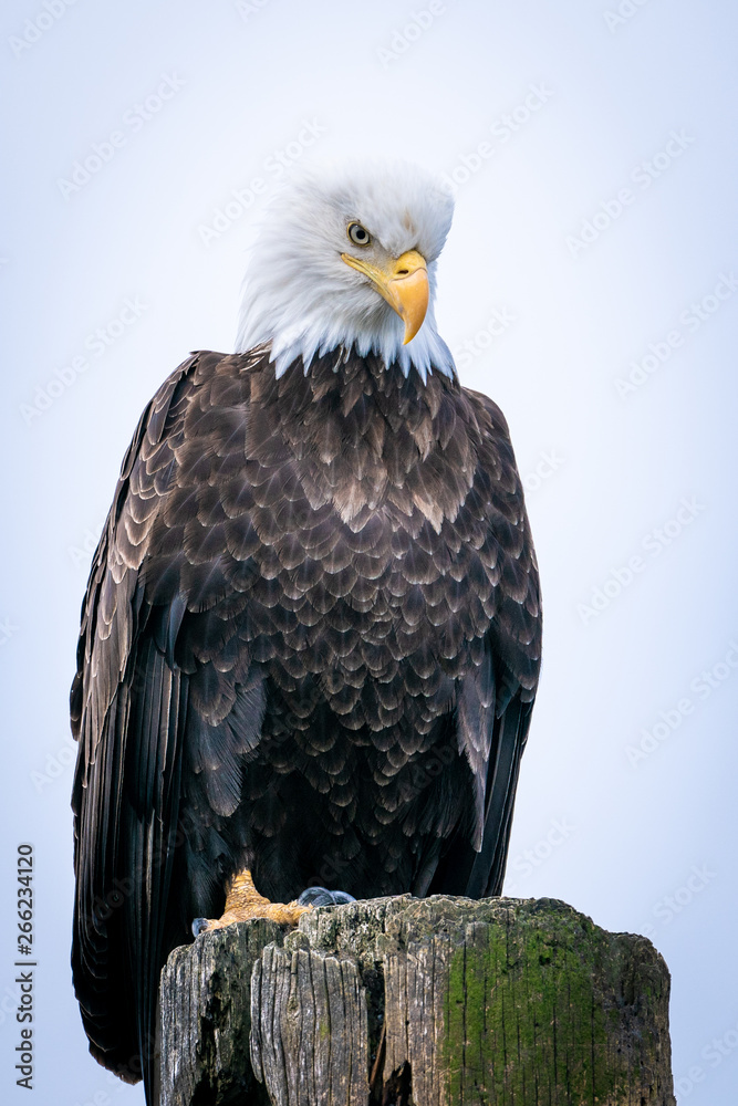 Bald Eagle