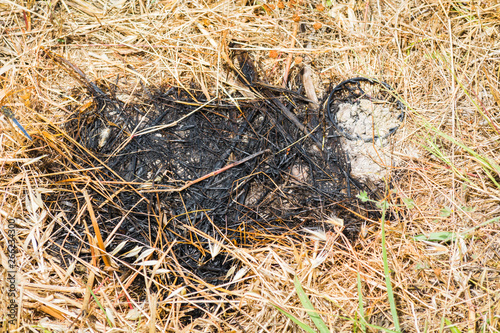 Black spot of grass caused after fire in spring.