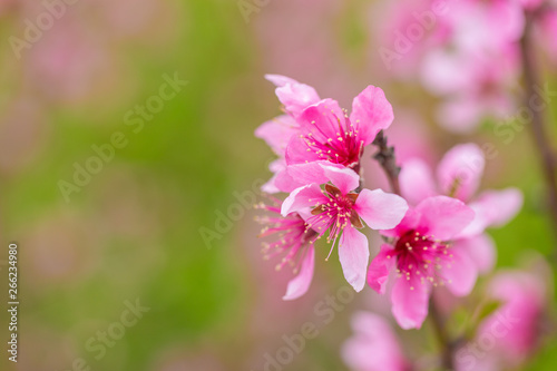 Open peach blossoms in spring, outdoors © Jianyi Liu 
