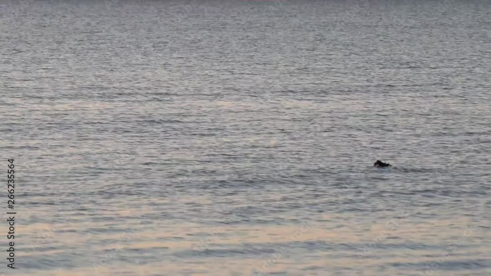 a duck swims across the lake from right to left a duck swims across the lake from right to left