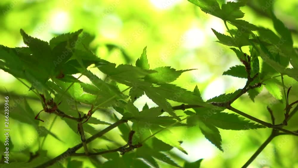 楓の新緑 / Green Japanese maple leaves waving in wind, kaede, 4k