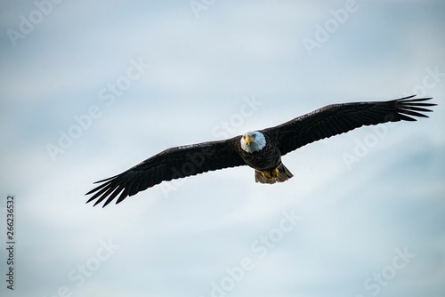 American bald eagle flying in low looking for food