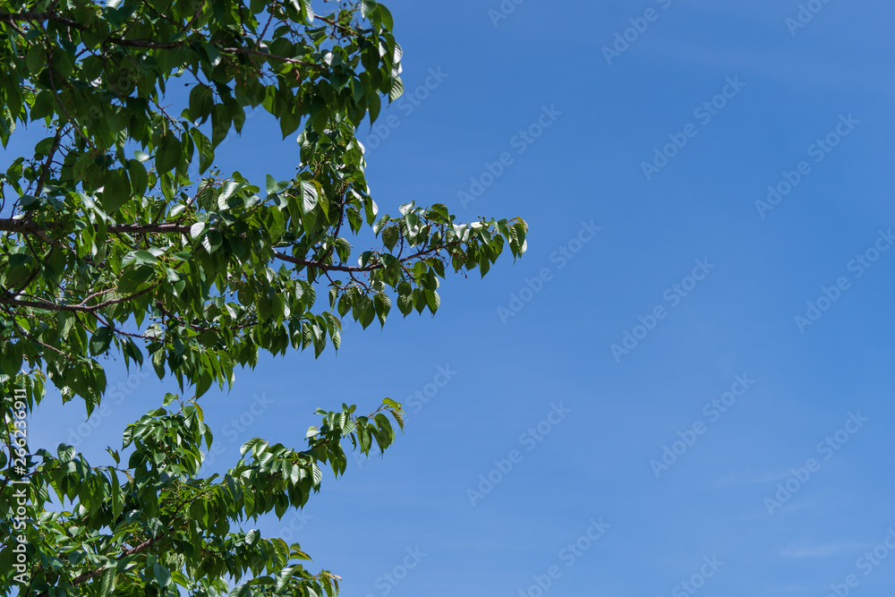 Fototapeta premium 青空