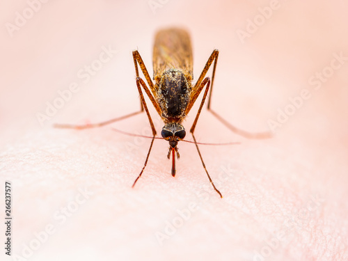 Encephalitis, Yellow Fever Disease, Malaria or Zika Virus Infected Culex Molestus Mosquito Parasite Insect on Skin Macro photo