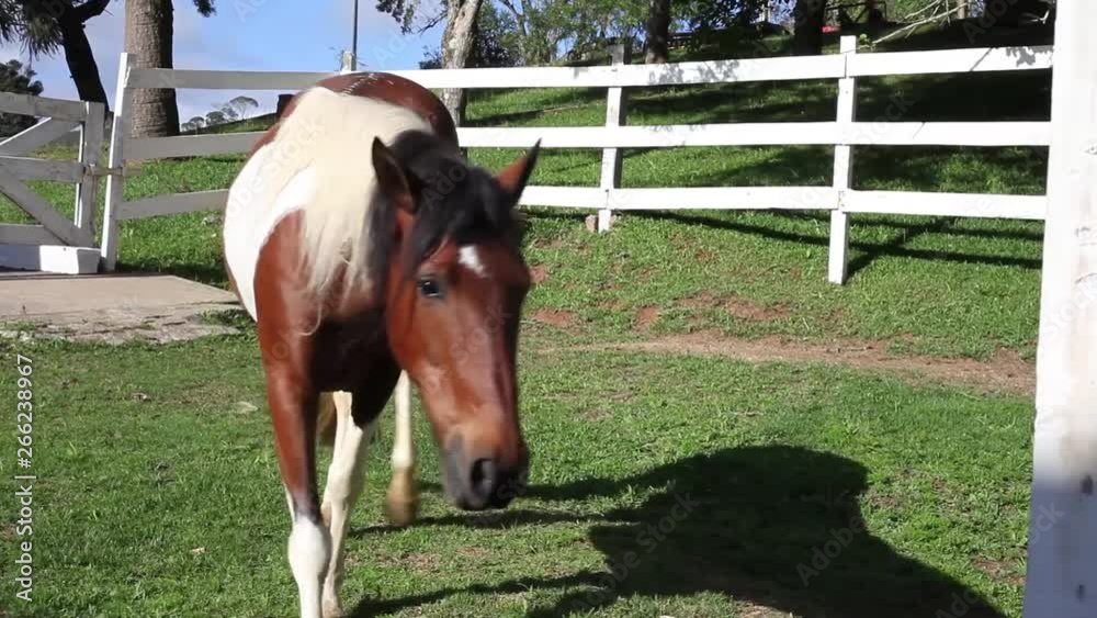 Cavalos em estábulo, cercas brancas e grama verde