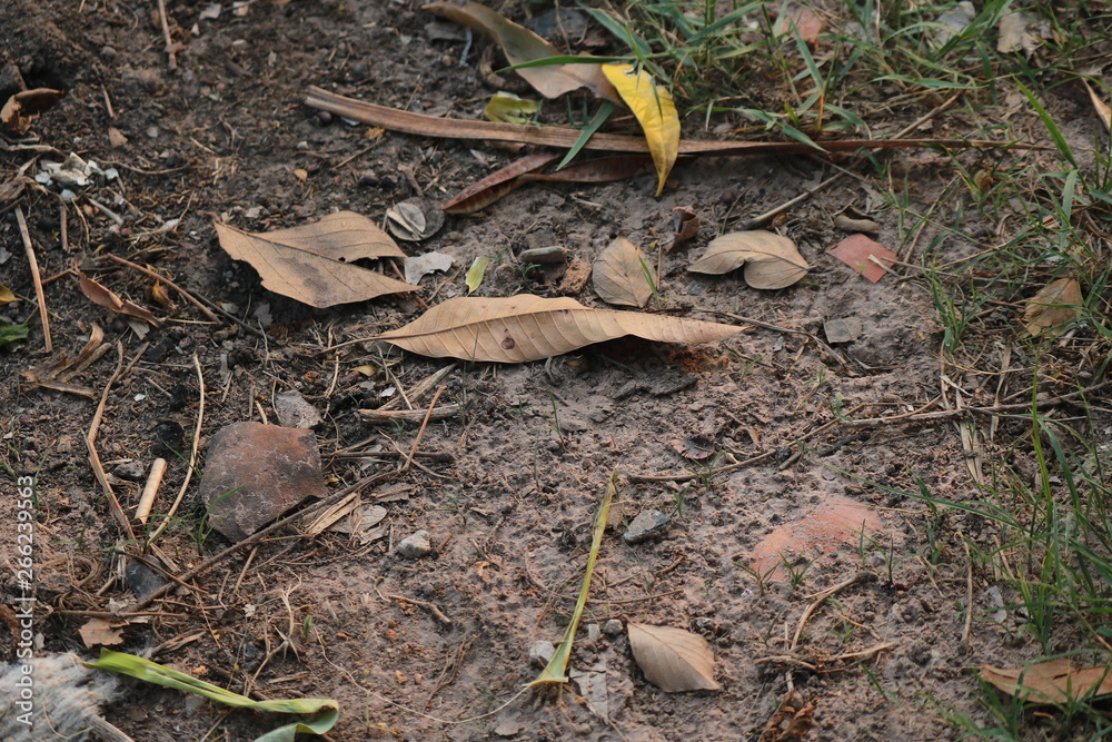 The ground, grassland, leaves are green, brown and yellow.