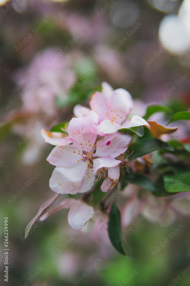 Fototapeta premium Cherry blossom