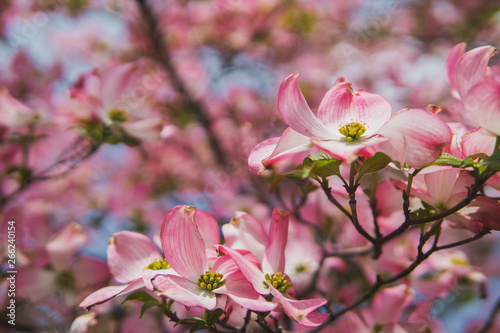 Beautiful pink cherry blossom flowers