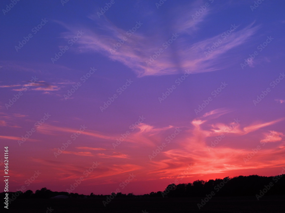 Silhouette of the trees at sunset