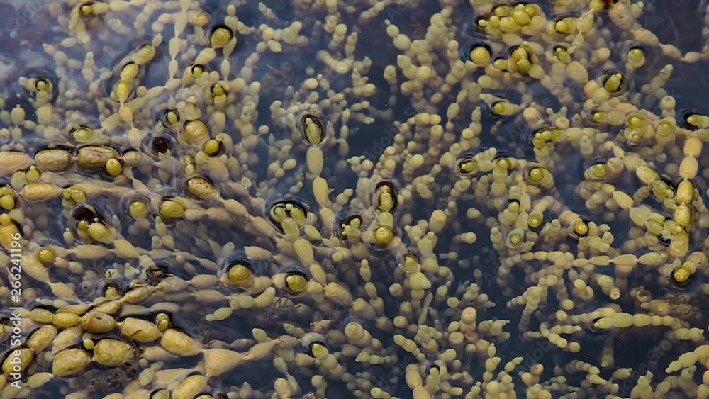 Hormosira seaweed growing in shallow ocean rock pool. Hormosira seaweed growing in shallow ocean rock pool.
