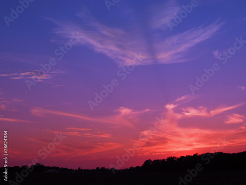 Silhouette of the trees at sunset