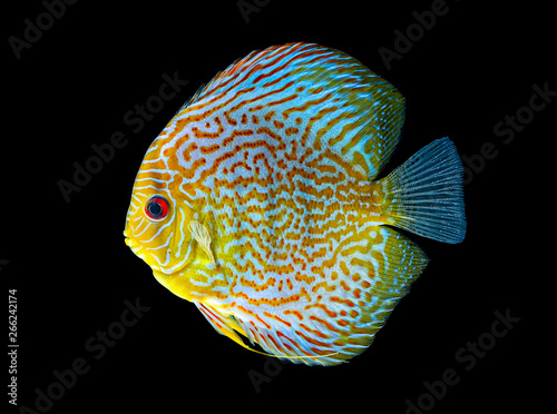 Pompadour fish 