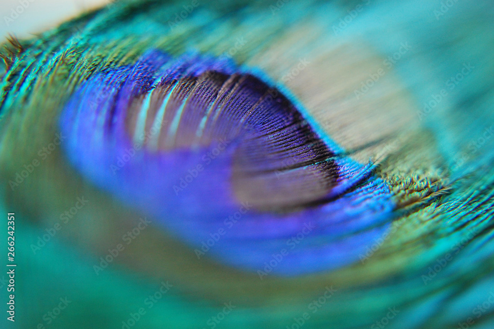 Fototapeta premium Macro shot of a peacock feather.