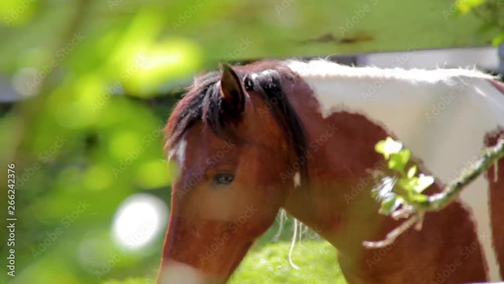 Cavalos em estábulo, cercas brancas e grama verde