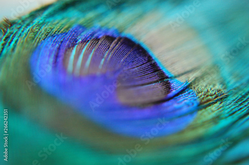 Macro shot of a peacock feather.