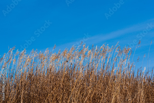 Fall Grass against Blue Sky