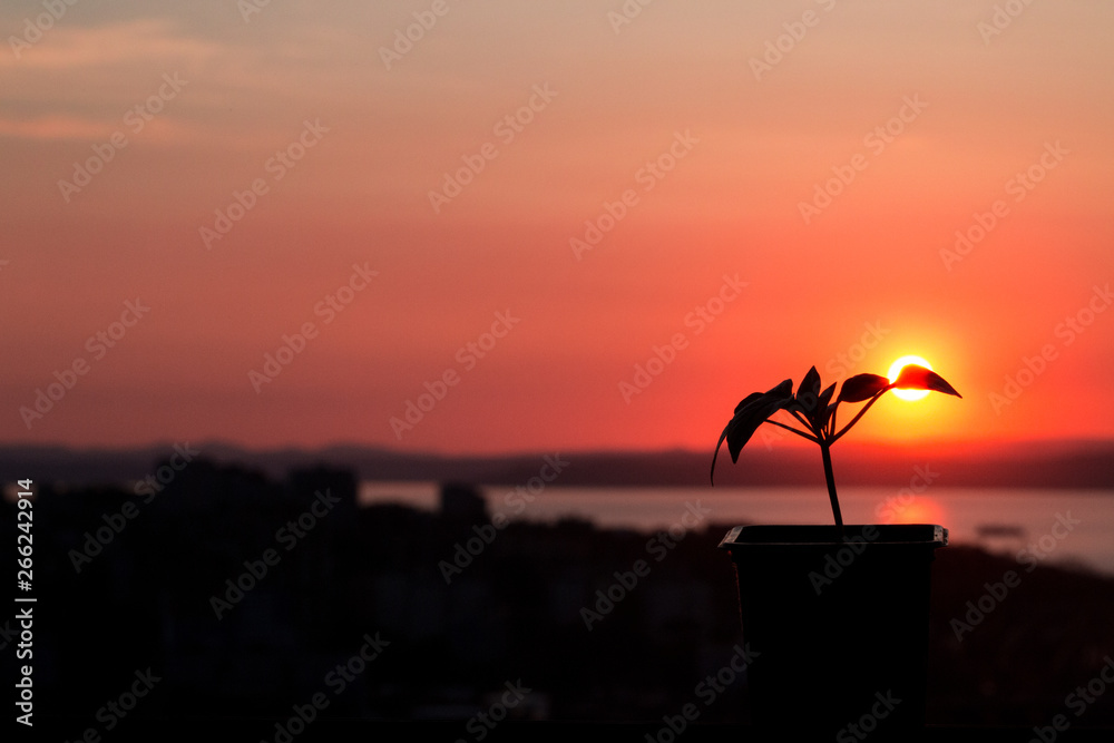 Beautiful red sunset, against which a flower grows. New life. Against the sea.