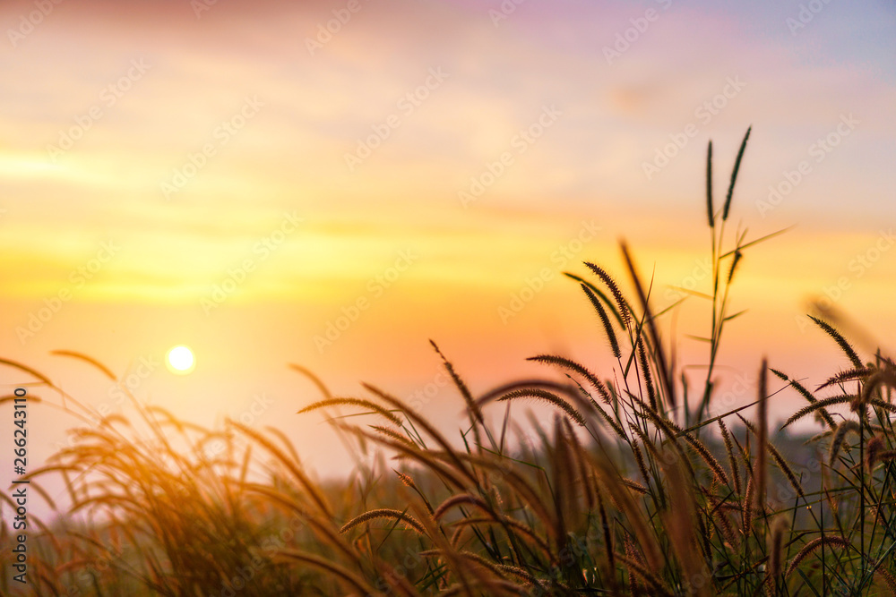 Yellow meadow with sunrise at morning, Selective focus. - obrazy, fototapety, plakaty 