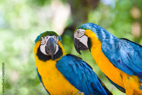 Macaw bird parrot on branch tree on nature green background / yellow and blue wing macaw ara ararauna © Bigc Studio