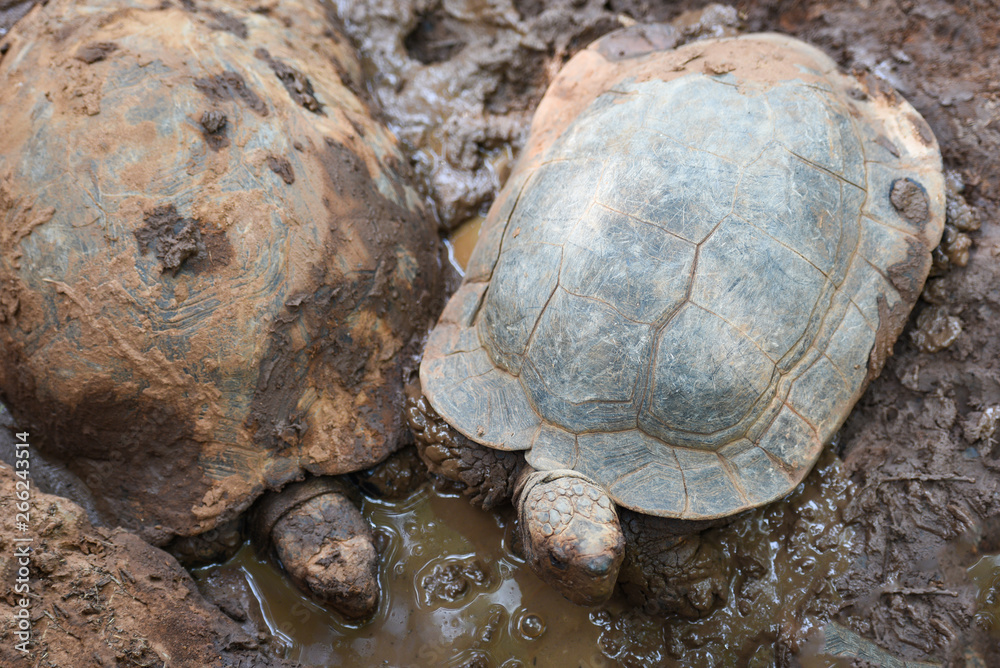 Asian Giant Tortoise / Big turtle on mud pond Asian Giant Tortoise / Big turtle on mud pond