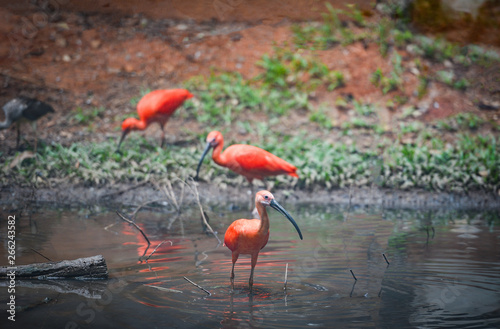 scarlet ibis red bird on river nature