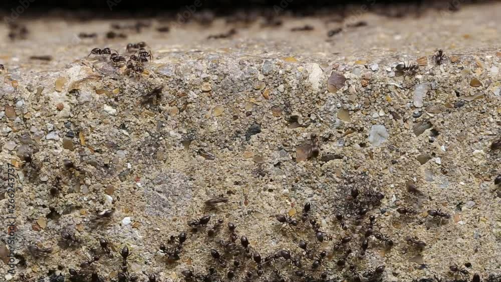 Close up of a swarm of busy black ants (Lasius niger) Close up of a swarm of busy black ants (Lasius niger)