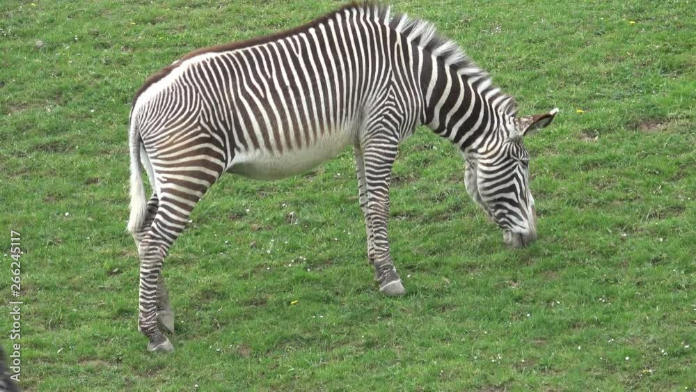 Grevy's Zebra (Equus grevyi) grazing Grevy's Zebra (Equus grevyi) grazing
