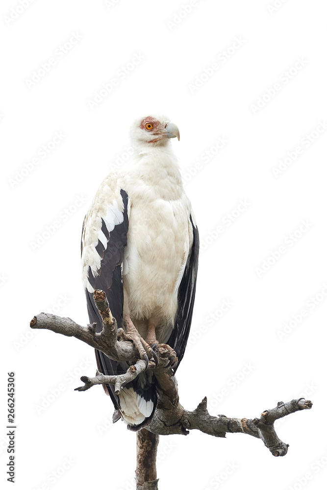 Obraz premium Palm-nut vulture (Gypohierax angolensis)