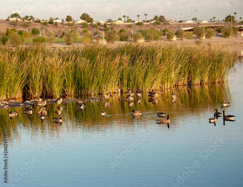 Cornerstone Park/Railroad Lake, Henderson, NV.