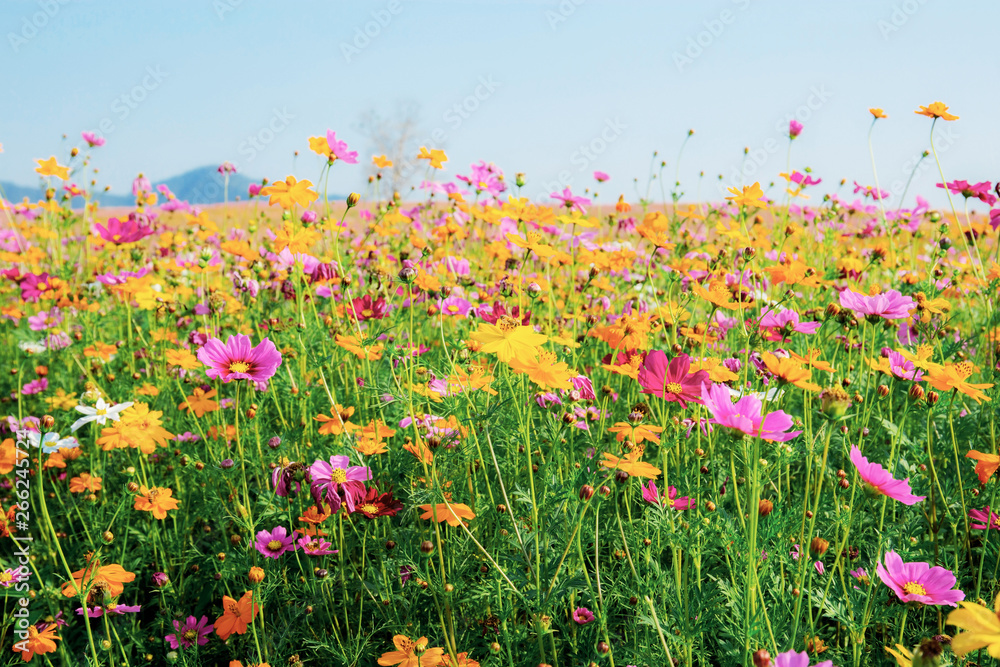 Colorful of cosmos in field.