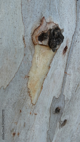 Scar face on eucaluptus tree trunk photo