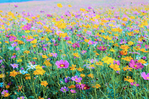 Colorful of cosmos with background.