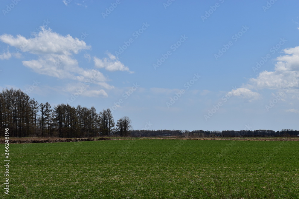 Fototapeta premium 十勝 平原 快晴
