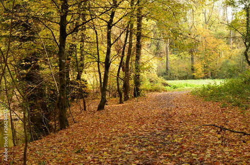 A beautiful meadow covered with golden foliage of autumn forest