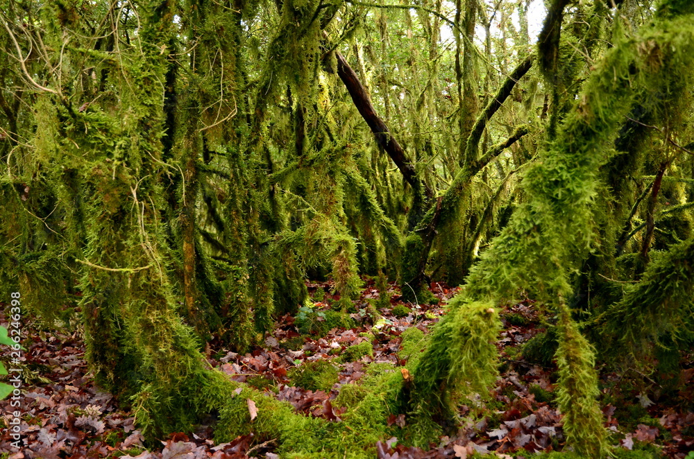 Fototapeta premium Mystical beautiful mossy forest scenery with a closeup of trees covered by moss, France