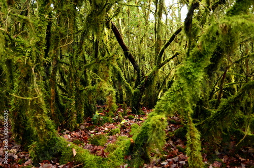 Mystical beautiful mossy forest scenery with a closeup of trees covered by moss, France