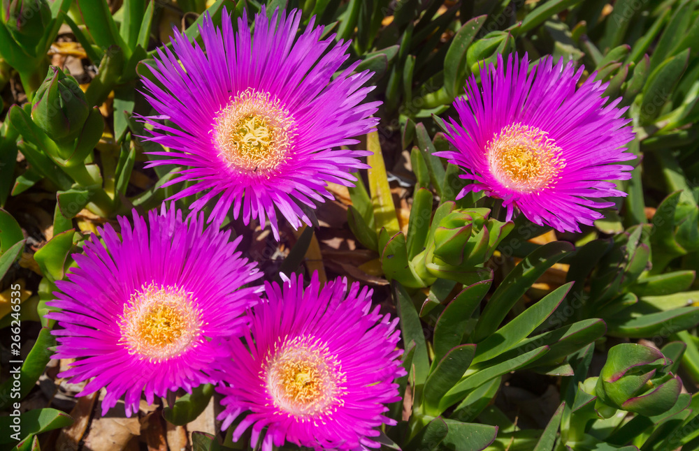 Obraz premium Flowers