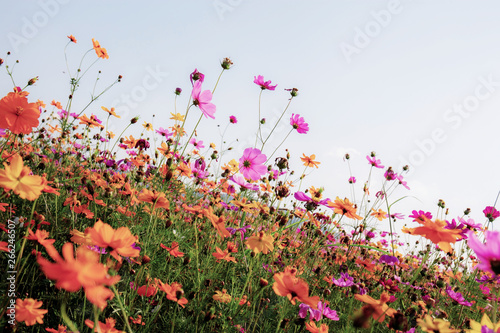 Dries of cosmos in field.