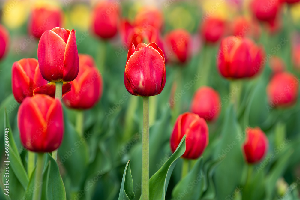 Spring fields of blooming tulip. Beauty outdoor scene Spring fields of blooming tulip. Beauty outdoor scene