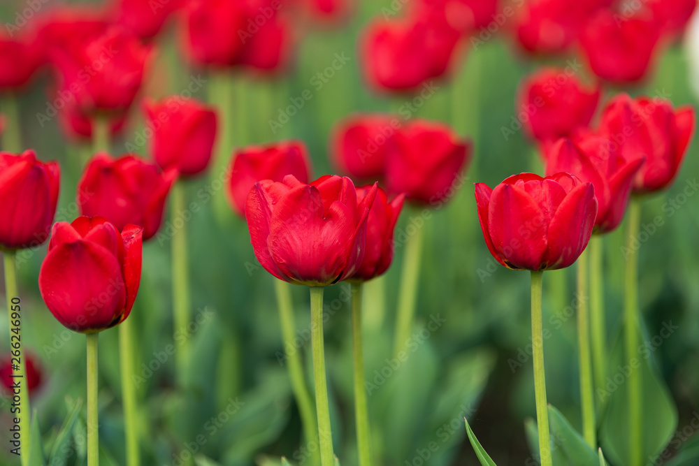 Spring fields of blooming tulip. Beauty outdoor scene Spring fields of blooming tulip. Beauty outdoor scene