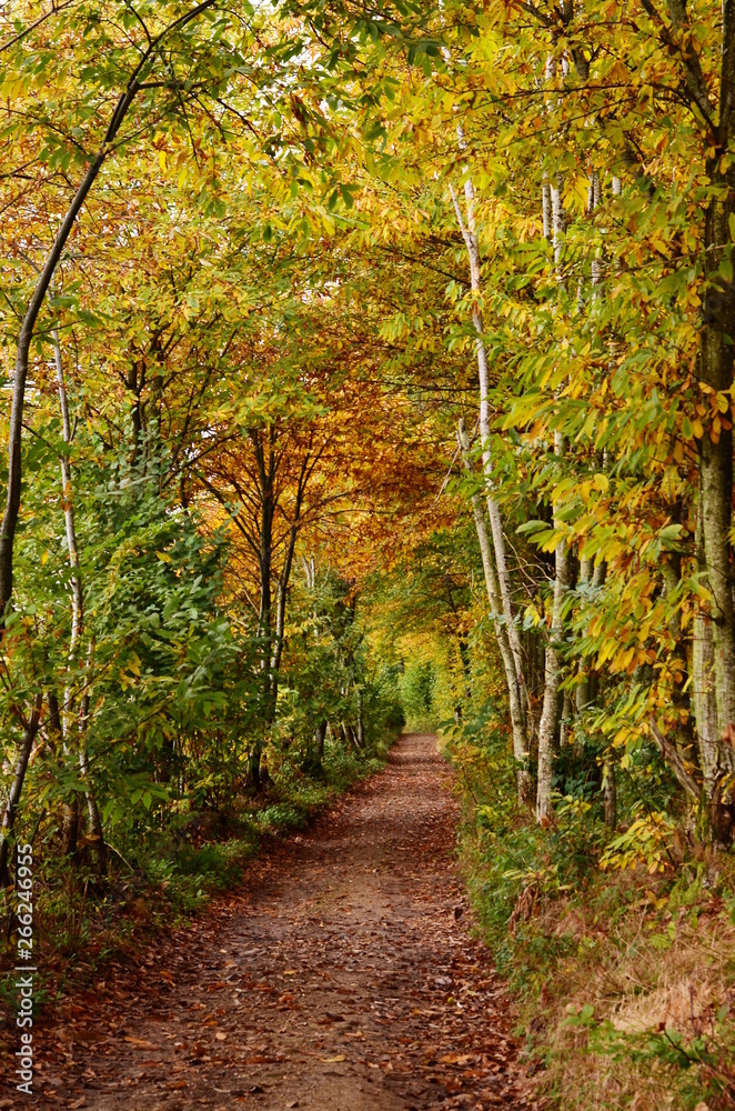 A tunnel-like footpath with the golden foliage trees, autumn forest, France