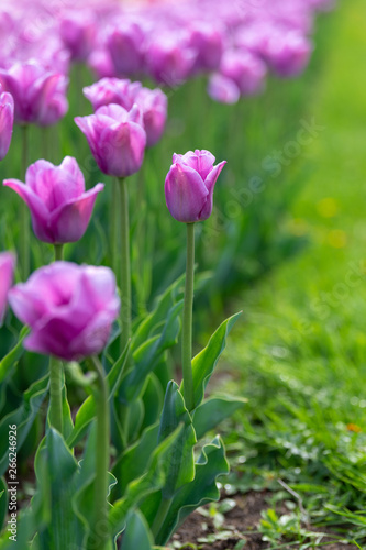 Spring fields of blooming tulip. Beauty outdoor scene