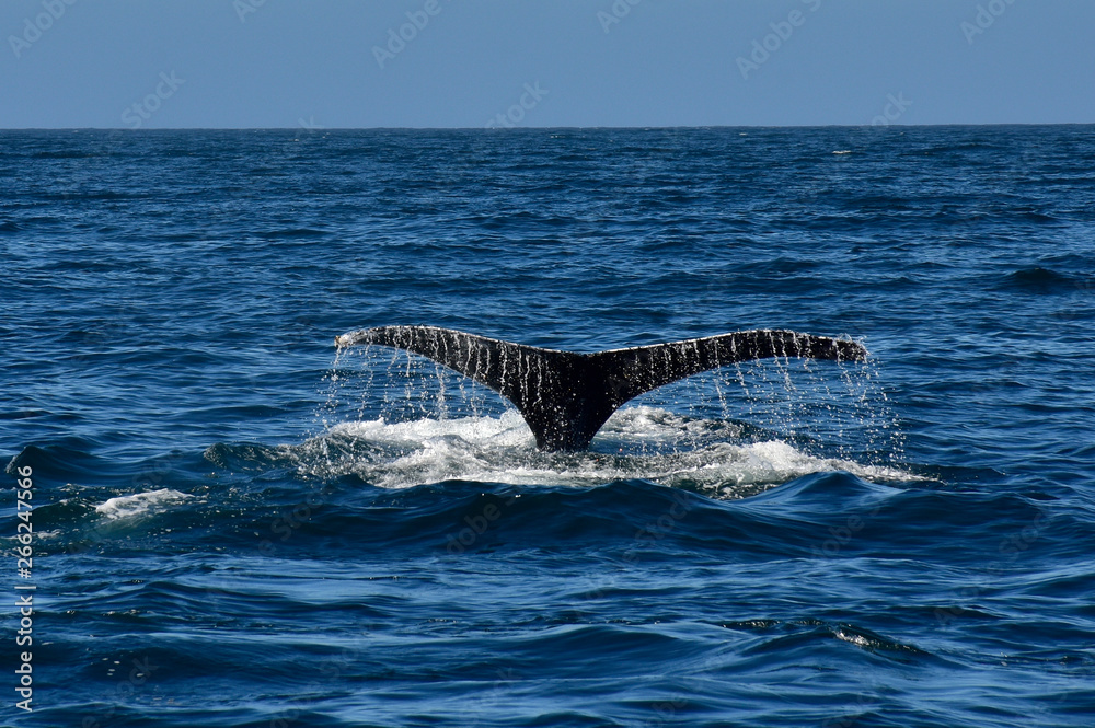 Obraz premium COlas alegres