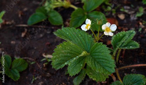 White Strawberry Flowers